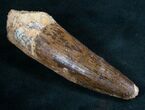 Large Spinosaurus Tooth - Nice Enamel #8036-3